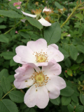 IMG_20240528_142807