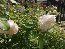 IMG_20240528_141103