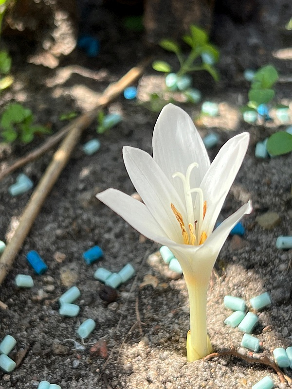 Colchicum