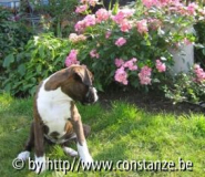 Rosa 