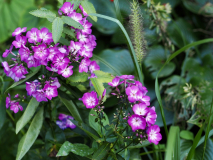 P9050586