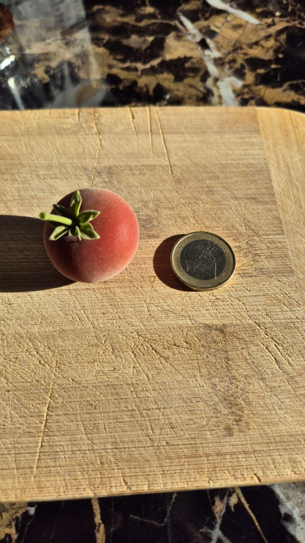 Tropical Apricot-1