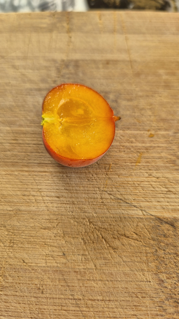 Tropical Apricot-2