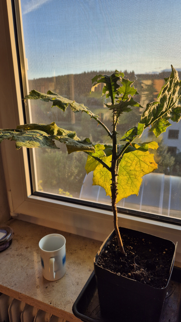 Solanum oocarpum