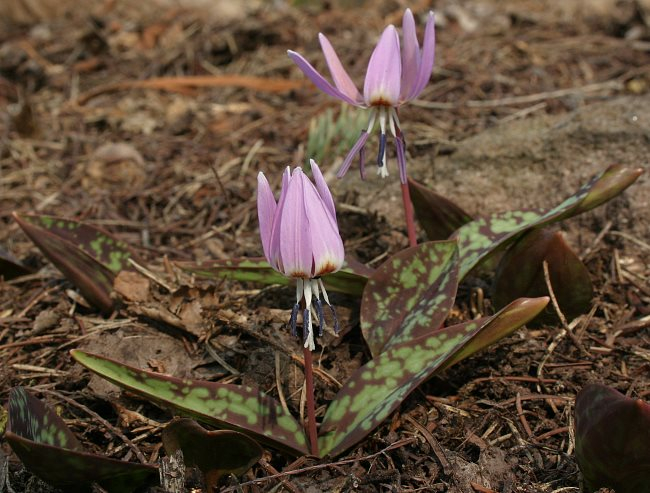 Erythronium dens-canis