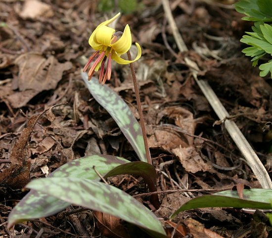 Erythronium americanum