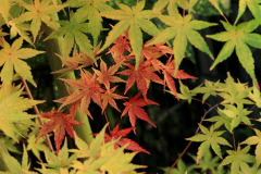 Ahorn mit Herbstfärbung 01