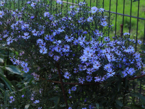 Aster Little Carlow 01
