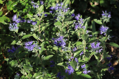 Bartblume Caryopteris 01