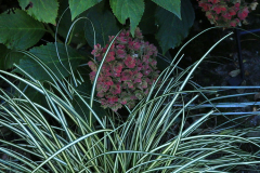 Carex Evergold mit Hortensie You and me together