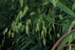 Chasmanthium latifolium Plattährengras 01