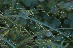 Panicum Northwind 01