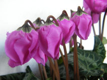 Cyclam Windbell dklrosa
