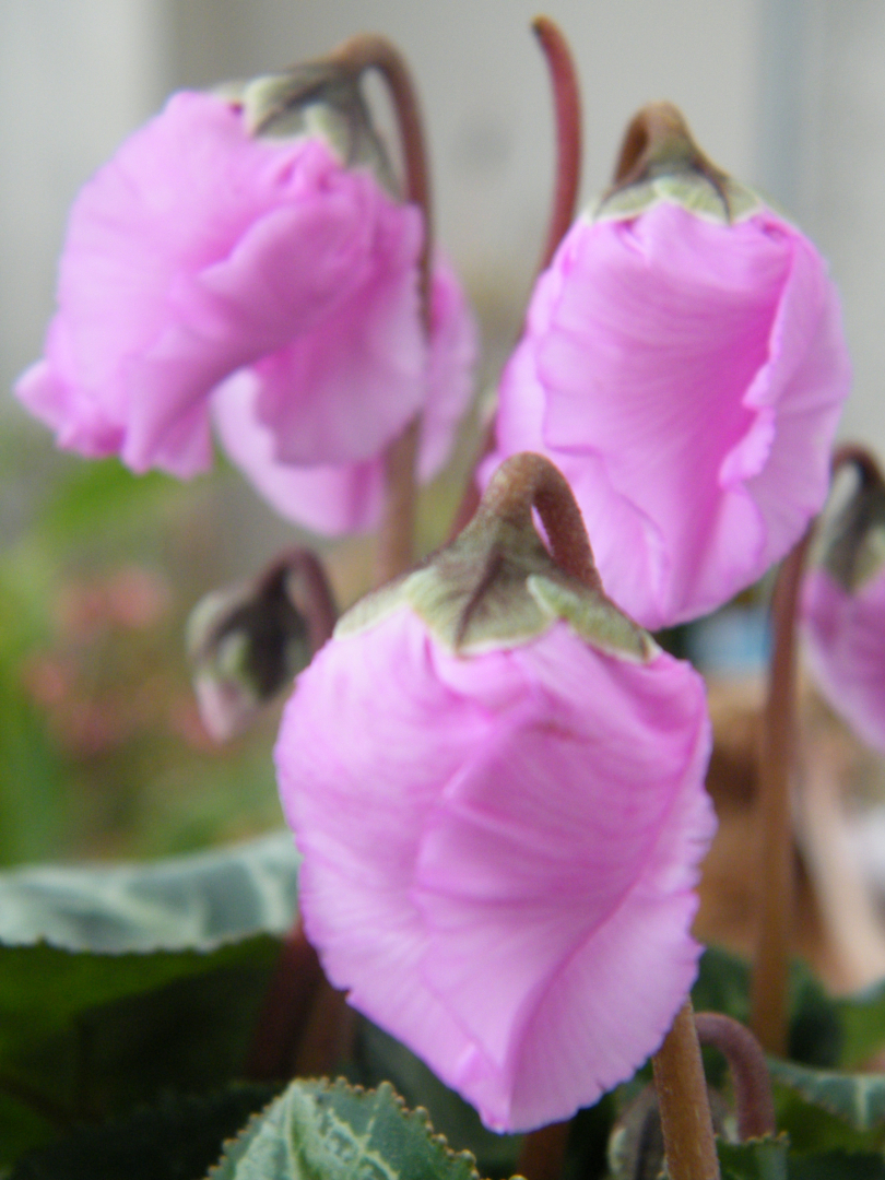 Cyclam Windbell rosa