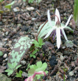 Erythronium dens-canis (Seealpen)