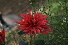 Chrysantheme von Troll