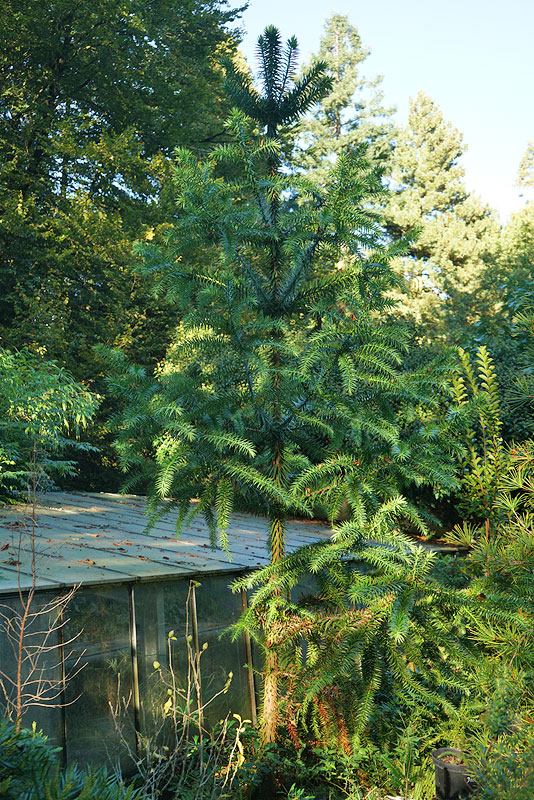 Okt24_04_Araucaria