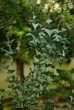 Okt24_05_Colletia