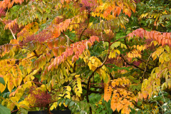 Okt24_10_Aralia