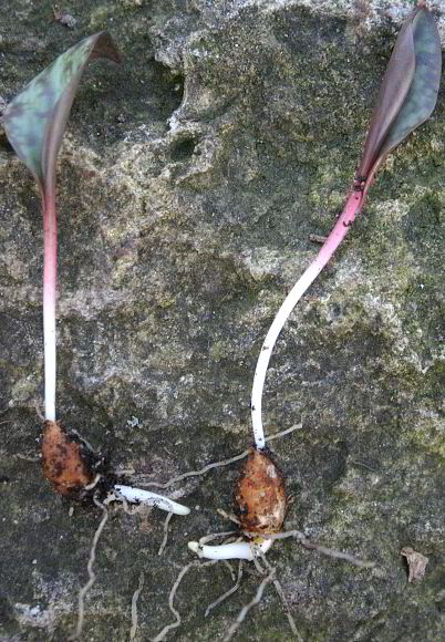 Erythronium americanum - Zwiebel