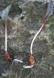 Erythronium americanum - Zwiebel