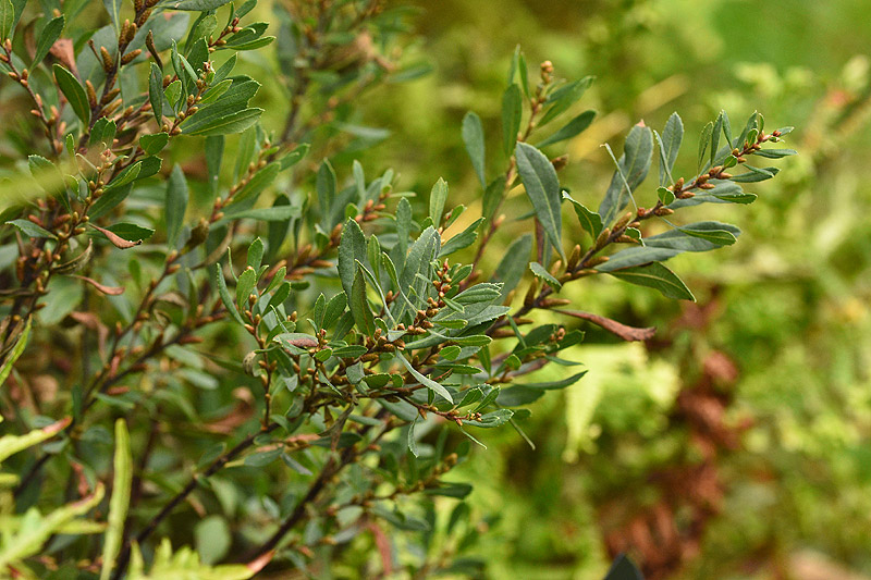 Okt24_13_Myrica