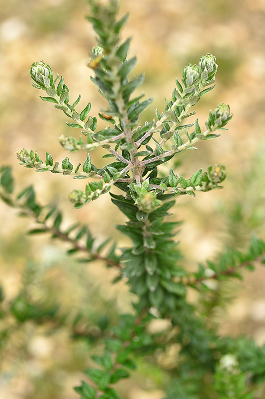 Okt24_19_Phylica