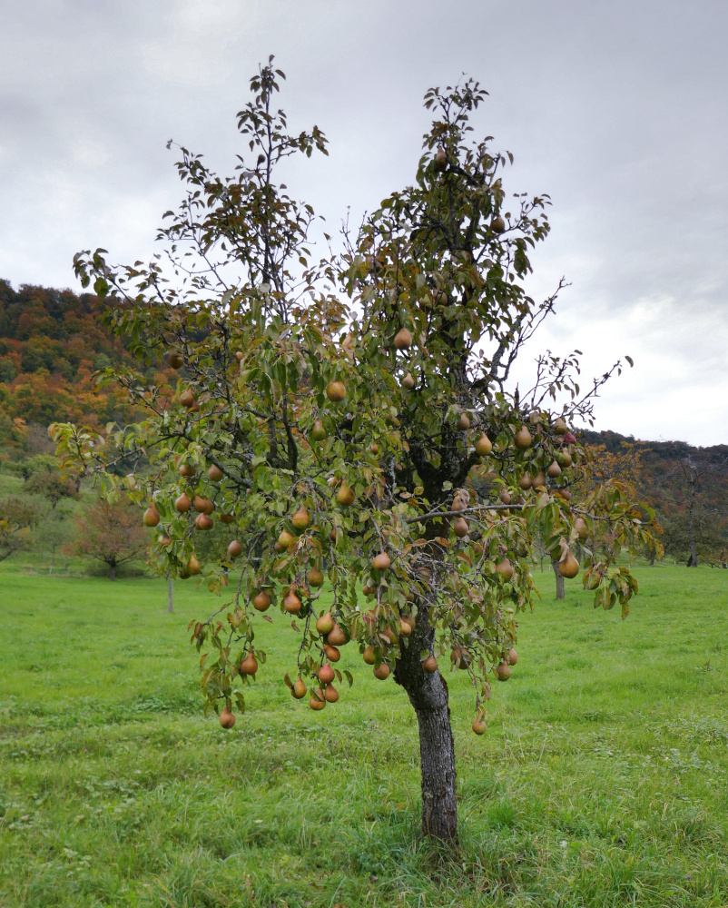 birne-baum1