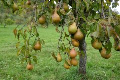 birne-früchte1