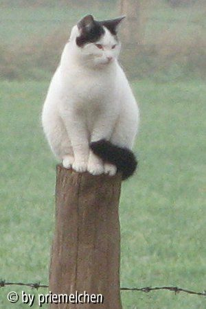 Gartentiger Gismo