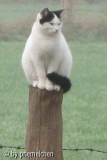 Gartentiger Gismo