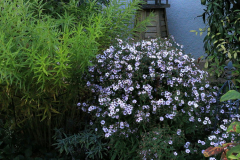 Amsonia und Small Ness
