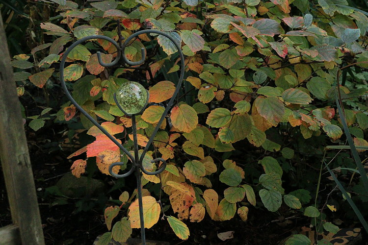 Fothergilla im Herbst 01
