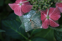 Hortensie Tiffany im Oktober
