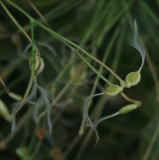 Samenstand Clematis mandshurica 01