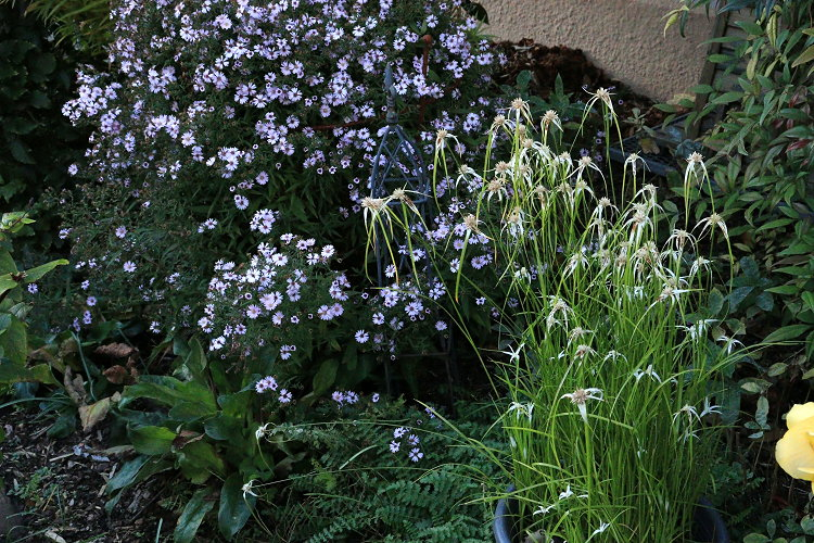 Small Ness und Sternentänzergras