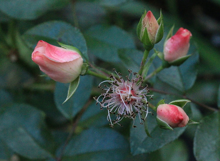 Sweet Pretty im Oktober