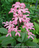 Rodgersia 'Gilgamesch' - Blüte