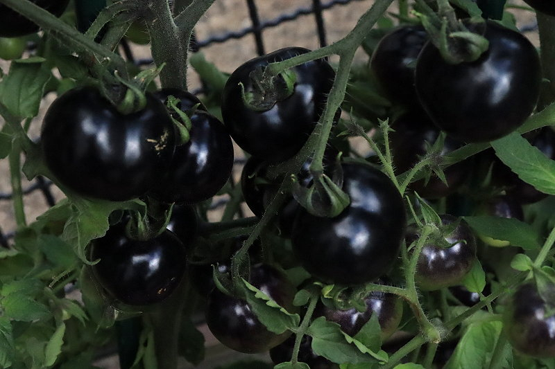 Schwarze Tomaten 02JPG