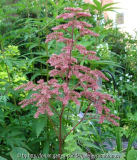 Rodgersia 'Gilgamesch' - Fruchtstand