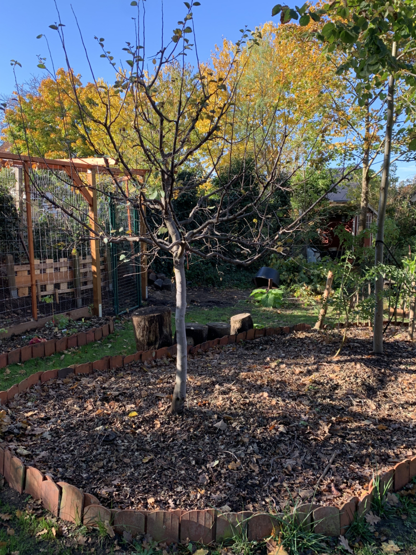 Herbstgarten-7