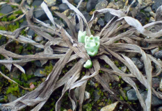 Edelweiss-0307