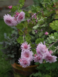 PB020924