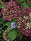 PB020918