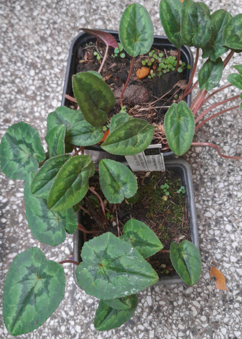 IMG-20241102-WA0016