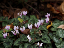 PB091019