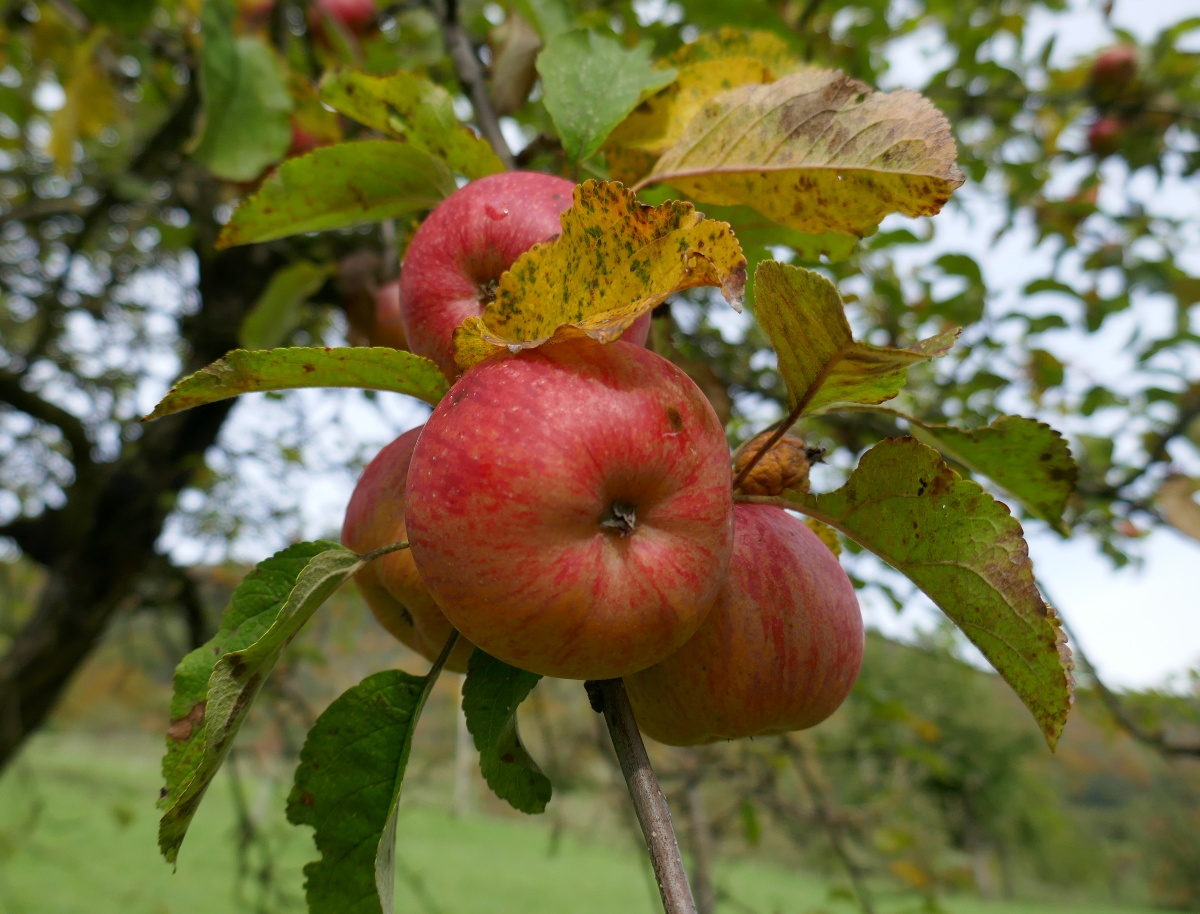 AV-apfel-ambaum