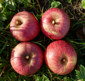 AV-apfel-apfel-nov1