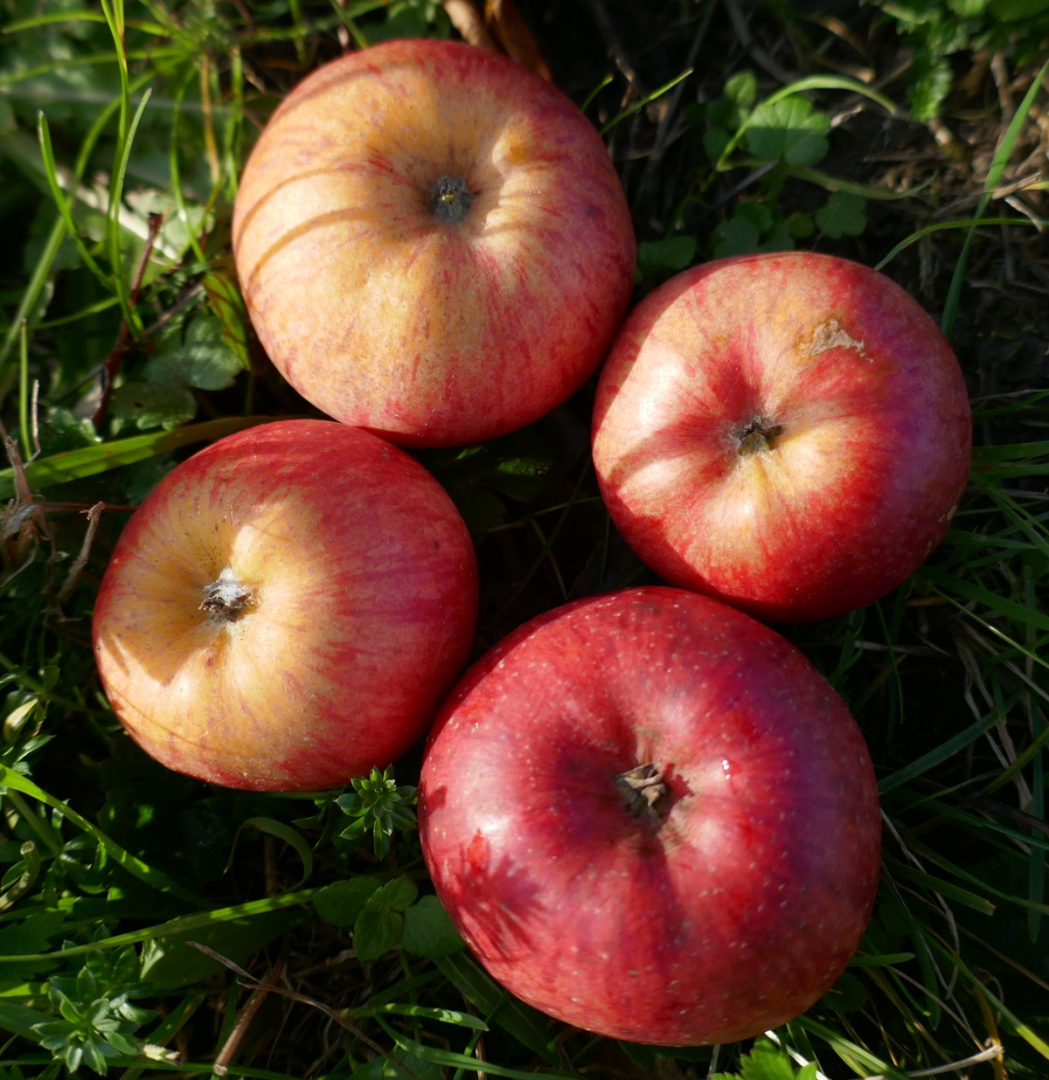 AV-apfel-apfel-nov2