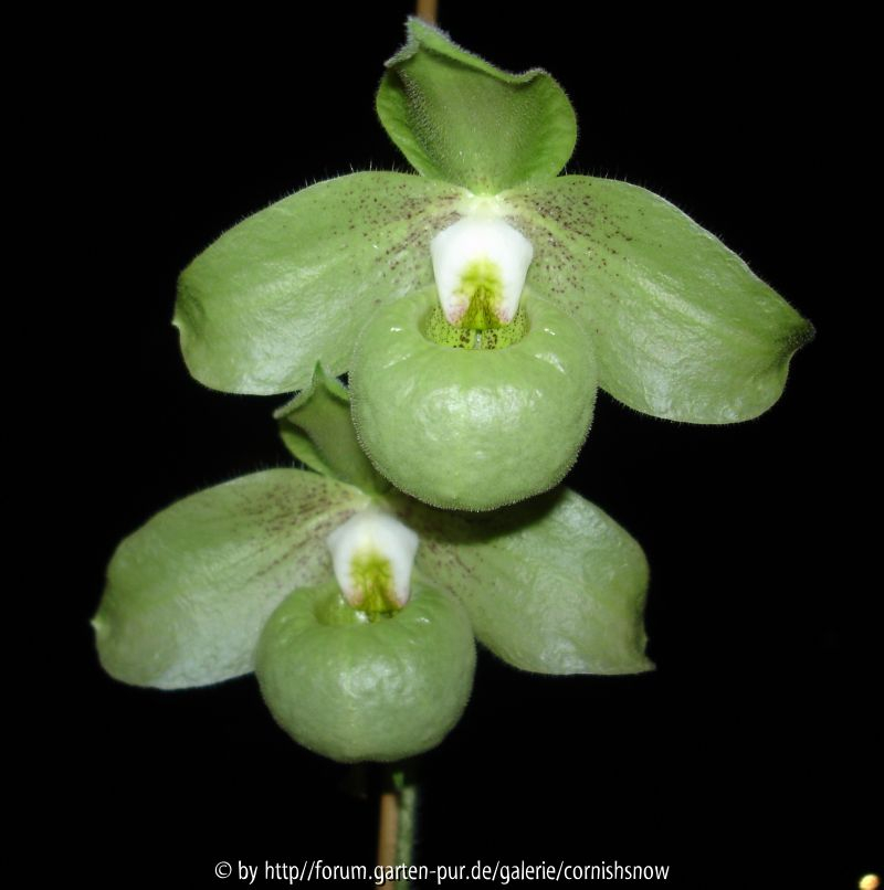 Paphiopedilum jackii